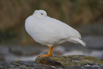 Male Kelp Goose (Chloephaga hybrida malvinarum) resting on the coast of Sea Lion Island in the Falkland Islands.