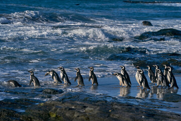 Group of Magellanic Penguins (Spheniscus magellanicus) going to sea on Sea Lion Island in the...