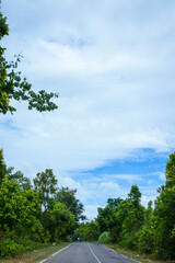 Fototapeta premium road in the forest