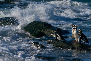 Group of Magellanic Penguins (Spheniscus magellanicus) going to sea on Sea Lion Island in the Falkland Islands. © JeremyRichards