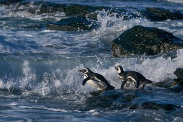 Obraz premium Group of Magellanic Penguins (Spheniscus magellanicus) going to sea on Sea Lion Island in the Falkland Islands.