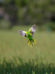 green bird