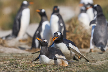Gentoo Penguins (Pygoscelis papua) squabbling during the breeding season on Sea Lion Island in the...