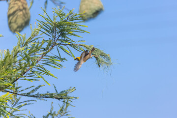 Baya weaver (Ploceus philippinus) bird building nest in the forest.	