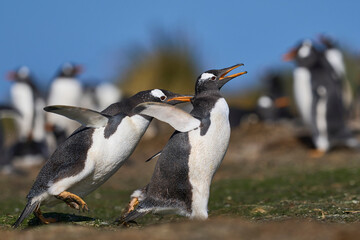 Gentoo Penguins (Pygoscelis papua) squabbling during the breeding season on Sea Lion Island in the Falkland Islands.