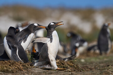 Gentoo Penguins (Pygoscelis papua) squabbling during the breeding season on Sea Lion Island in the Falkland Islands.