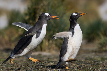 Gentoo Penguins (Pygoscelis papua) squabbling during the breeding season on Sea Lion Island in the Falkland Islands.