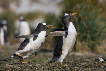 Gentoo Penguins (Pygoscelis papua) squabbling during the breeding season on Sea Lion Island in the...