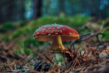 red mushroom in the forest