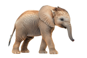 Obraz premium Elephant Calf Isolated on transparent Background for Advertising Use