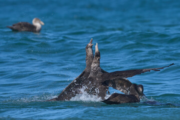 Obraz premium Southern Giant Petrels (Macronectes giganteus) squabbling in the waves along the coast of Sea Lion Island in the Falkland Islands.