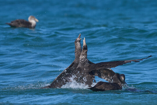 Southern Giant Petrels (Macronectes giganteus) squabbling in the waves along the coast of Sea Lion Island in the Falkland Islands.