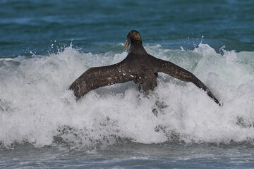Southern Giant Petrels (Macronectes giganteus) squabbling in the waves along the coast of Sea Lion...