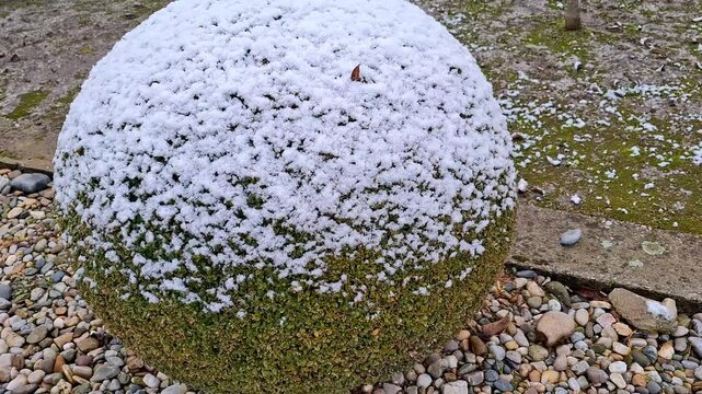 Snow on a buxus sempervirens plant in the winter. Video 4K