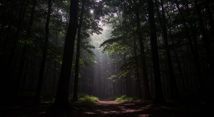 Fototapeta premium Enchanted Forest Under Moon’s Embrace