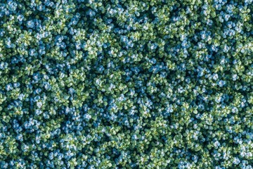 Above View of Nemophila Flowers, Soft Blue and Purple Petals in Natural Spring Seamless Texture