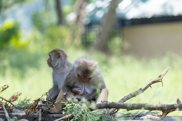 Rhesus macaque (Macaca mulatta) or Indian Monkey in forest with cub.