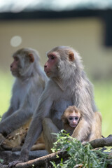Rhesus macaque (Macaca mulatta) or Indian Monkey in forest with cub.