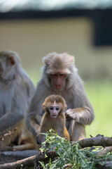 Rhesus macaque (Macaca mulatta) or Indian Monkey in forest with cub.