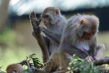 Fototapeta premium Rhesus macaque (Macaca mulatta) or Indian Monkey in forest with cub.