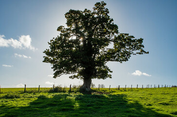 Oak tree silhouette in green field. Tree of life. Sun bursts through the leaves in late summer. Blue and green capture.