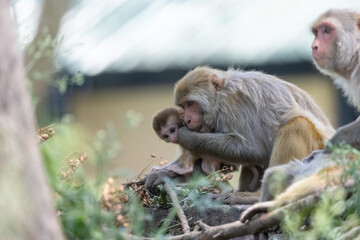 Rhesus macaque (Macaca mulatta) or Indian Monkey in forest with cub.