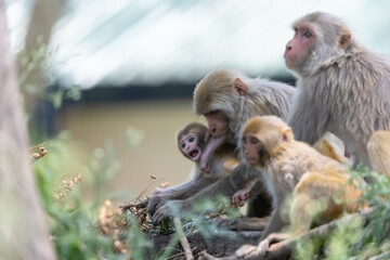 Rhesus macaque (Macaca mulatta) or Indian Monkey in forest with cub.