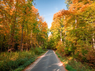Obraz premium Multicolored forest and country road in autumn.