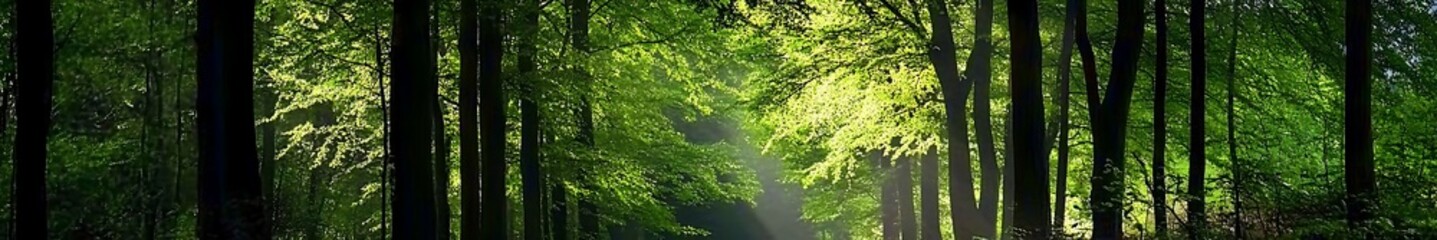 Beautiful forest scene with light penetration through trees, Tyndall light effects creating a magical atmosphere in green foliage, high-definition, detailed and perfectly composed.