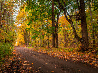 Naklejka premium Autumn path through leafy forest. Aerial view of wildlife, Poland
