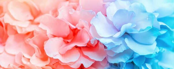 Obraz premium Soft Pastel Pink and Blue Flower Petals Close Up Macro Photography