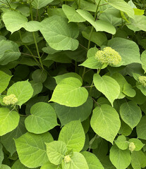 Background with hydrangea arborescens. Flowering plant