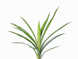 Pandanus amaryllifolius or Pandan leaves isolated on white background 