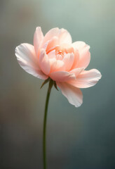 Fototapeta premium Delicate Pink Flower Bloom Against Soft Blurred Background