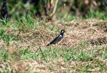 beautiful bird - painted lapwing actively searching for food in natural conditions on a sunny day in Thailand