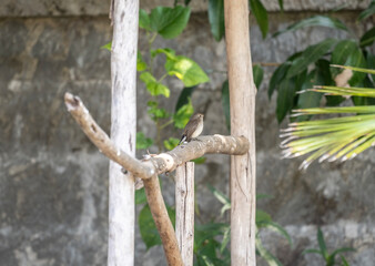 beautiful and small bird - rufous-throated sunbird actively searching for food in natural conditions on a sunny day in Thailand