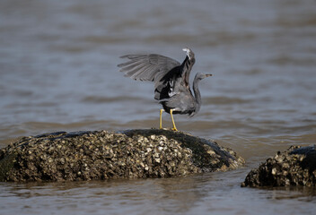 beautiful grey heron bird actively searching for food in natural conditions on a sunny day in Thailand