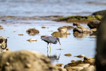 beautiful grey heron bird actively searching for food in natural conditions on a sunny day in Thailand