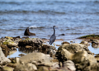 Fototapeta premium beautiful grey heron bird actively searching for food in natural conditions on a sunny day in Thailand