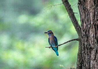 beautiful blue roller bird sitting on a branch in the forest on a sunny day in Thailand