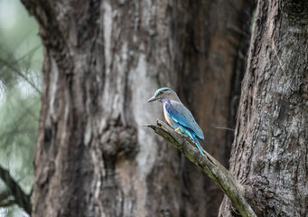 beautiful blue roller bird sitting on a branch in the forest on a sunny day in Thailand