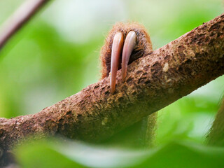 The claws of a Hoffmann's two-fingered sloth (Choloepus hoffmani), photographed at the Jaguar Rescue Center in Costa Rica. © Albert Schweitzer