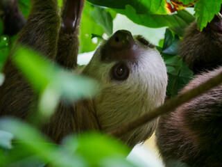 The face of a Hoffmann's two-fingered sloth (Choloepus hoffmani) photographed at the Jaguar Rescue Center in Costa Rica. © Albert Schweitzer