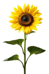 Fototapeta premium Single sunflower with stem isolated on Transparent background, PNG file