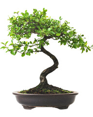 Small bonsai tree isolated on Transparent background, PNG file