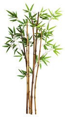 Fototapeta premium Tall bamboo stalks isolated on Transparent background, PNG file