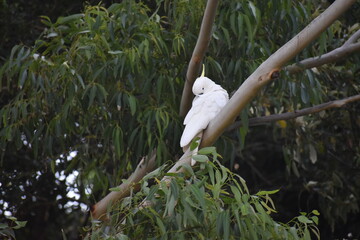 Cacatua sulphurea