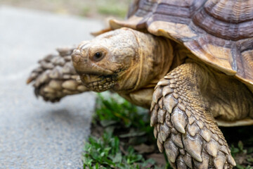 A majestic Sulcata tortoise crawls leisurely across a vibrant green lawn, its textured shell showcasing intricate patterns that highlight its natural beauty