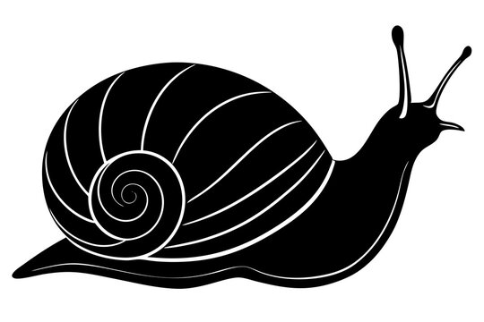 recommend clip art: snail silhouette vector, Sea snail vector illustration 