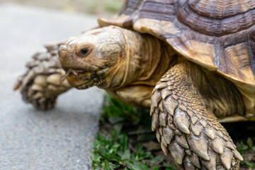 A majestic Sulcata tortoise crawls leisurely across a vibrant green lawn, its textured shell showcasing intricate patterns that highlight its natural beauty